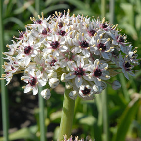 Allium Silver Spring