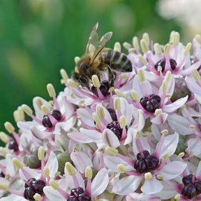 Allium Silver Spring