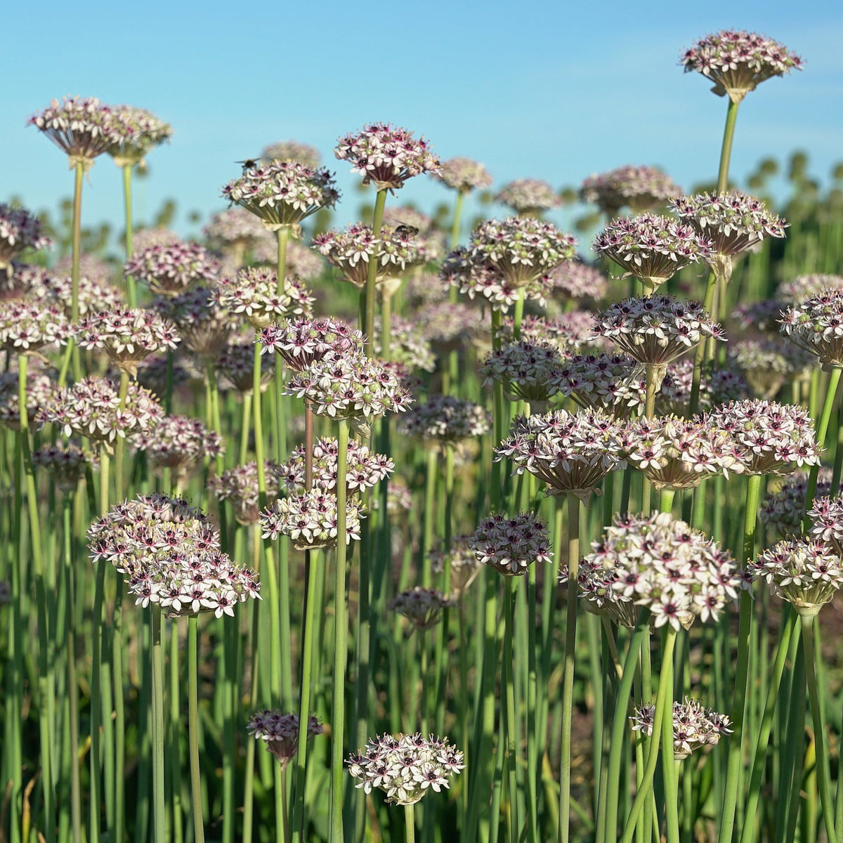Allium Silver Spring - meerkleurige allium - Fluwel