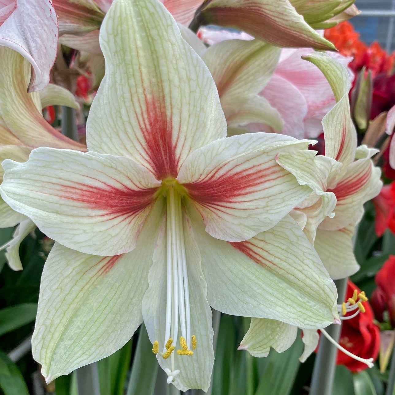 Amaryllis Nr. 97262-K (Hippeastrum) | Per 1 piece | Fluwel