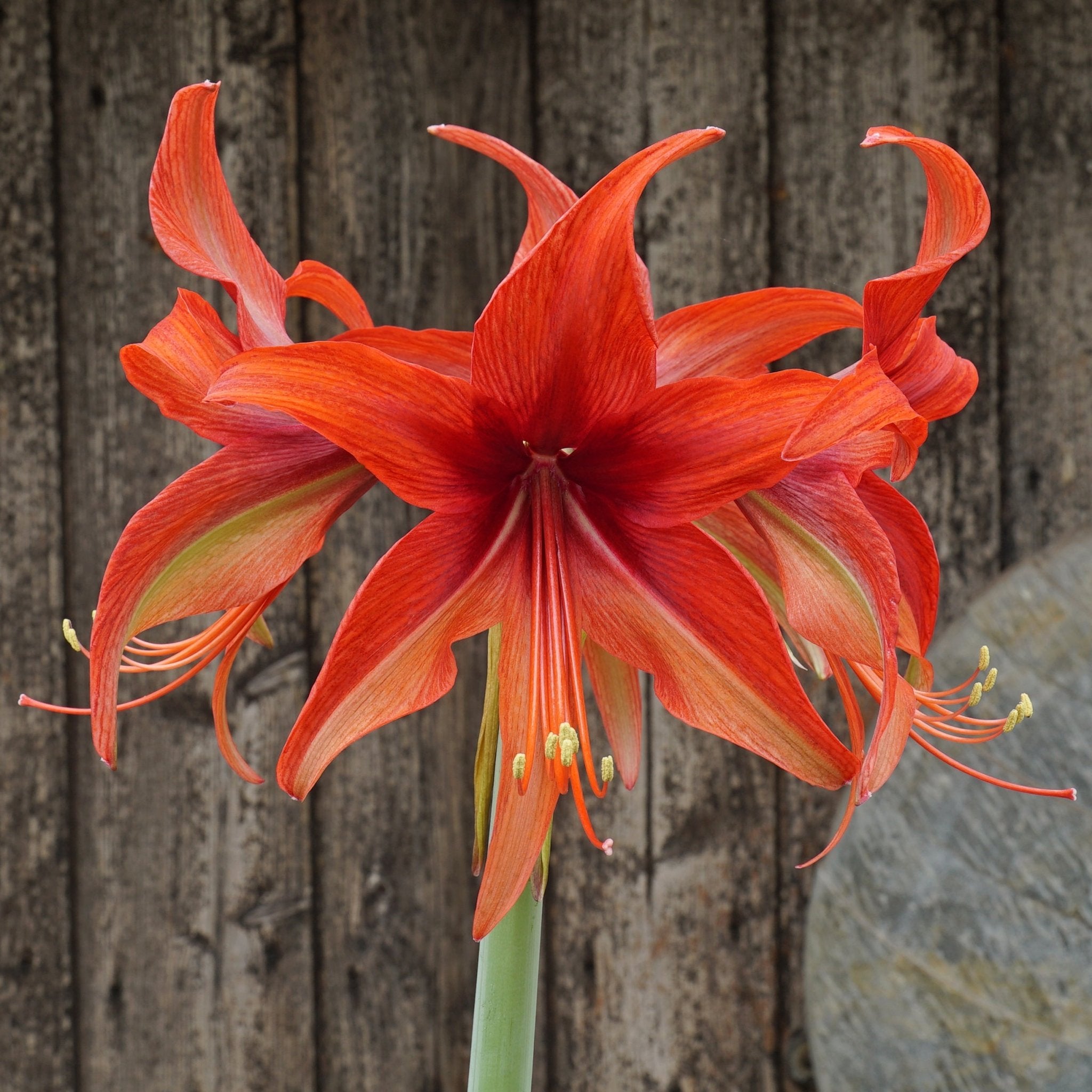 Amaryllis Bogota - rode amaryllis - Fluwel