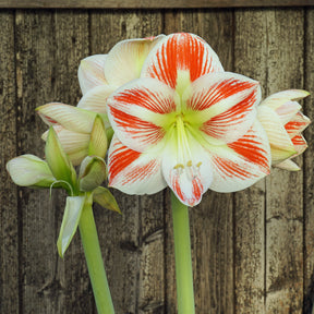 Amaryllis Caramba