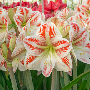 Amaryllis Caramba