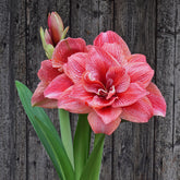 Amaryllis Cherry Amadeus