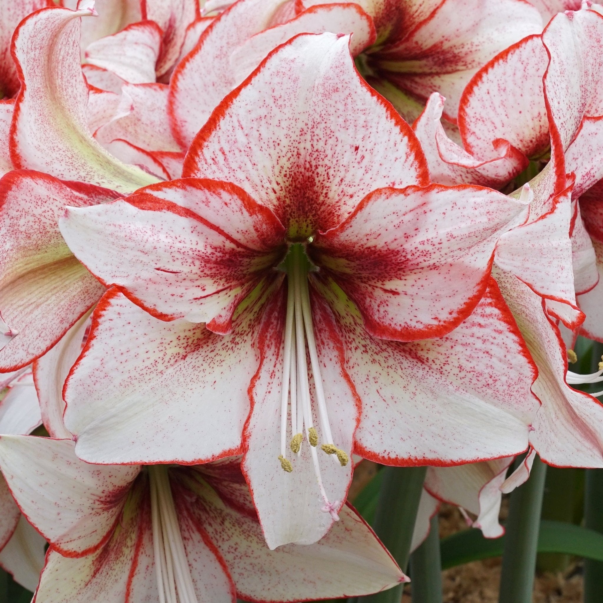 Amaryllis Chiara - amaryllis - Fluwel
