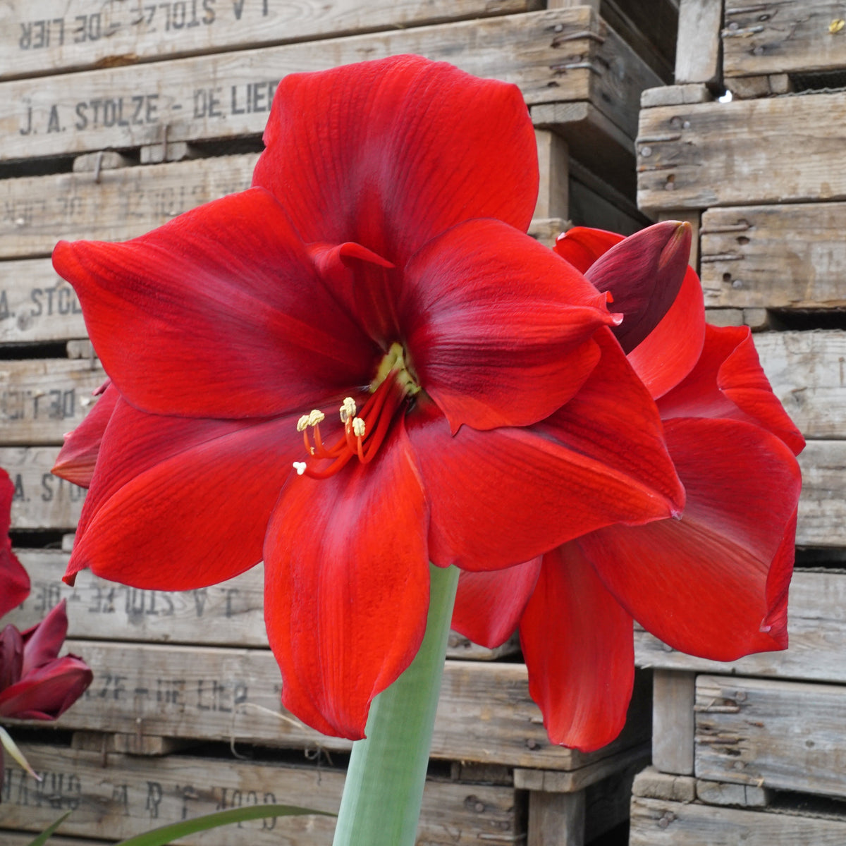 Amaryllis Corazon