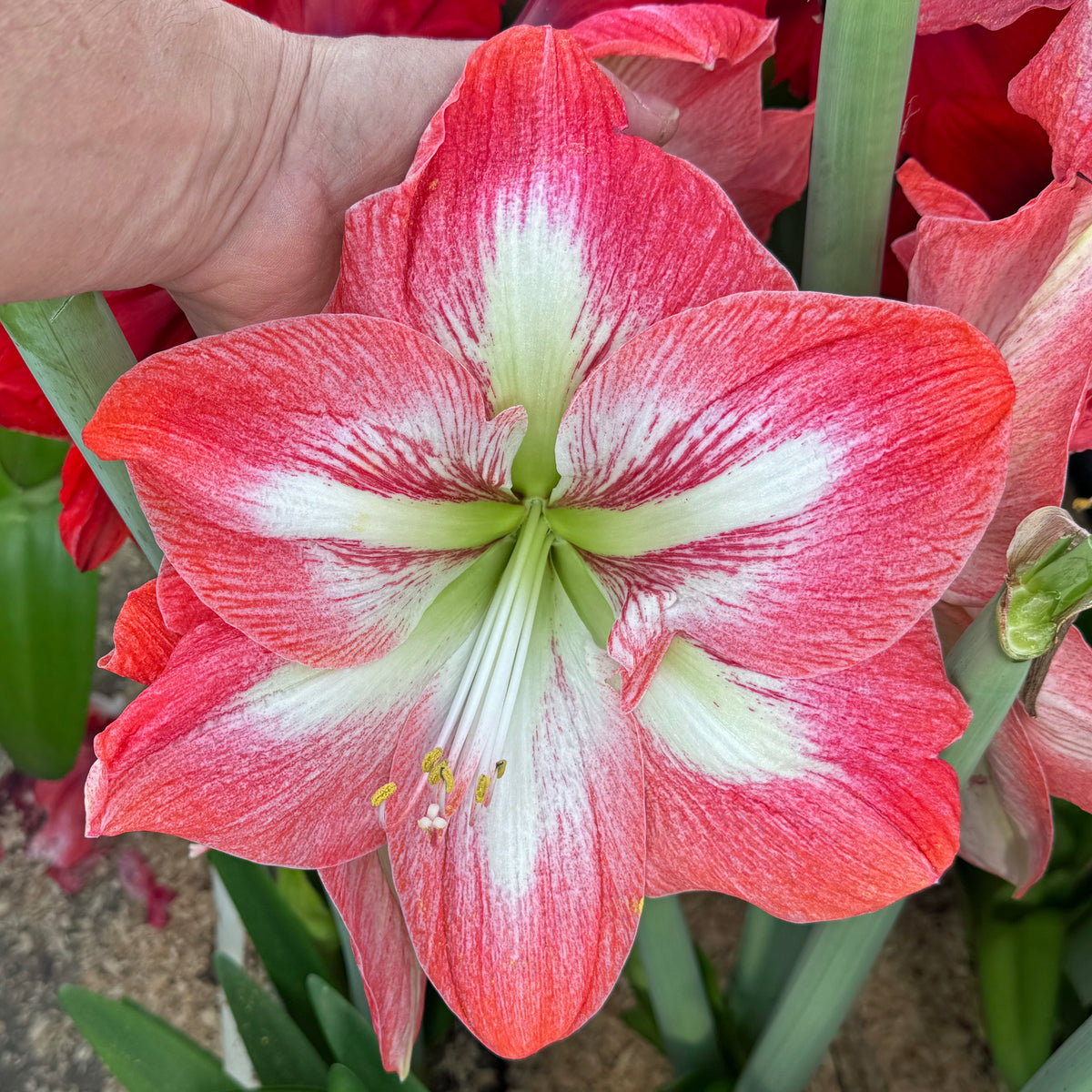 Amaryllis Giant Flame - meerkleurige amaryllis - Fluwel