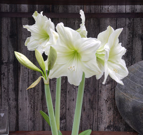 Amaryllis Lemon Grandise