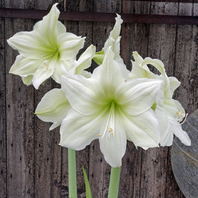 Amaryllis Lemon Grandise