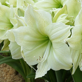 Amaryllis Lemon Grandise