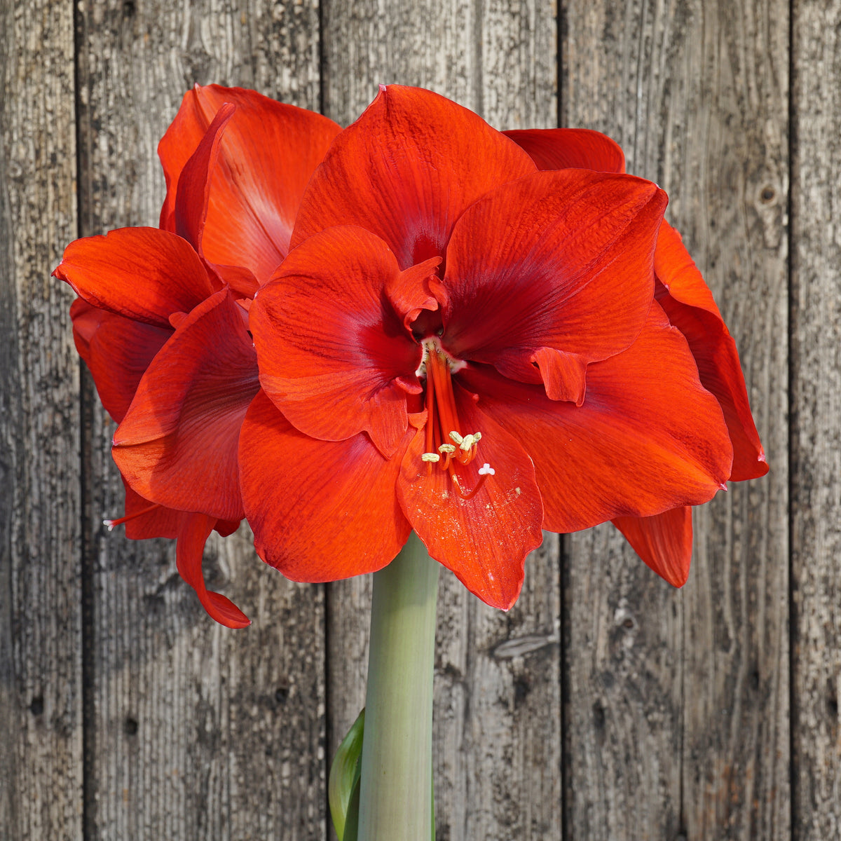 Amaryllis Lion King