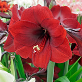 Amaryllis Night Fever