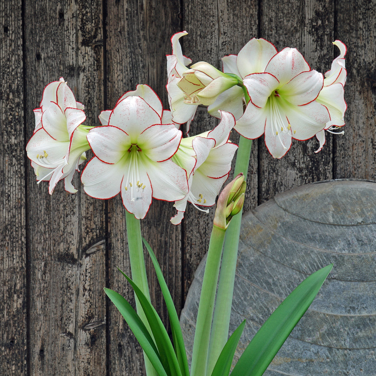 Amaryllis Picasso