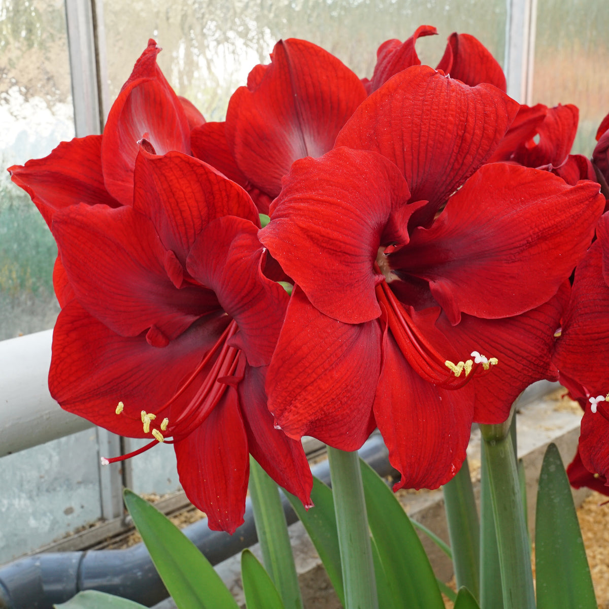 Amaryllis Red Dream