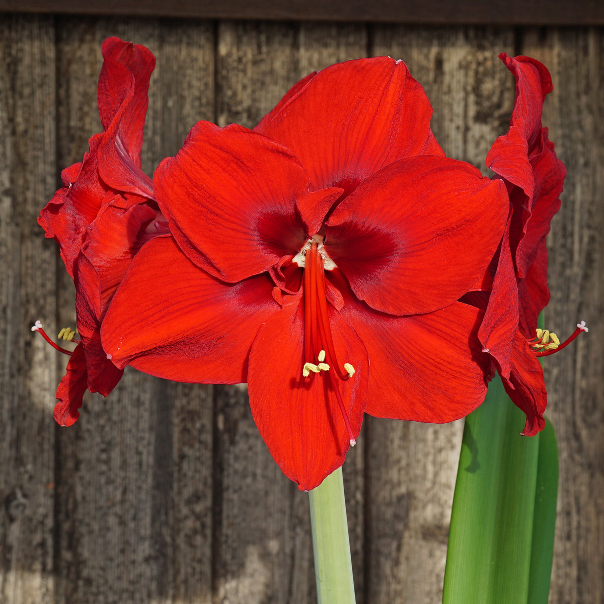 Amaryllis Red Dream