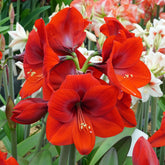 Amaryllis Romeo