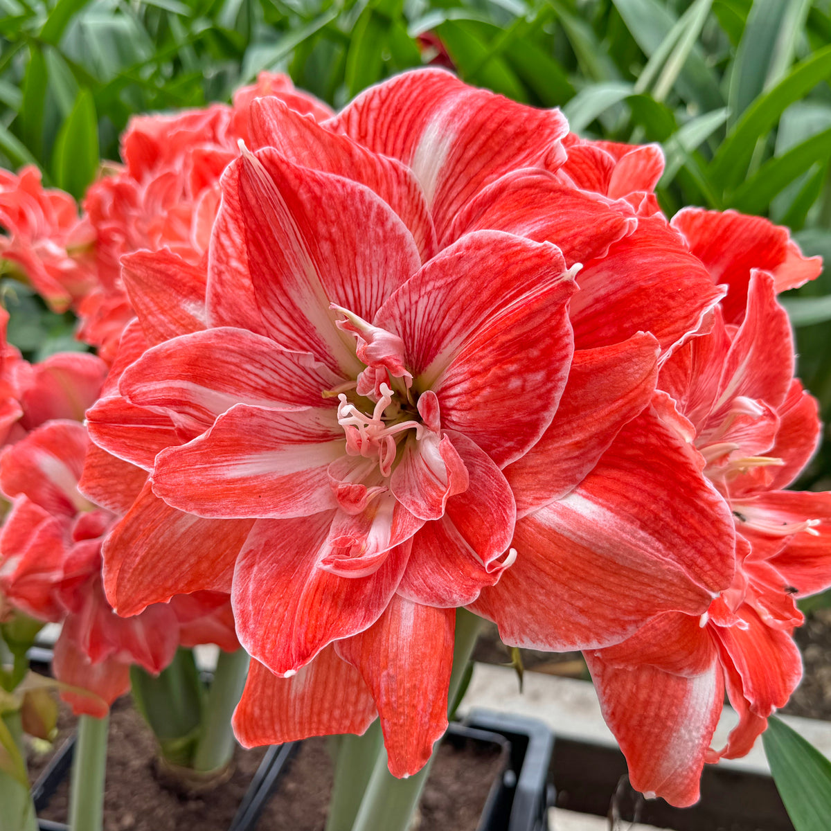 Amaryllis Tropical Nymph