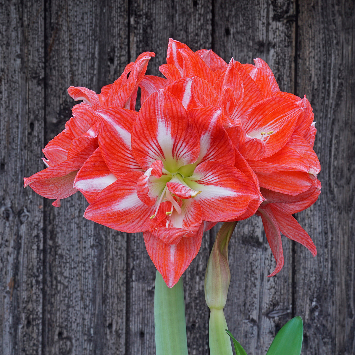 Amaryllis Tropical Nymph