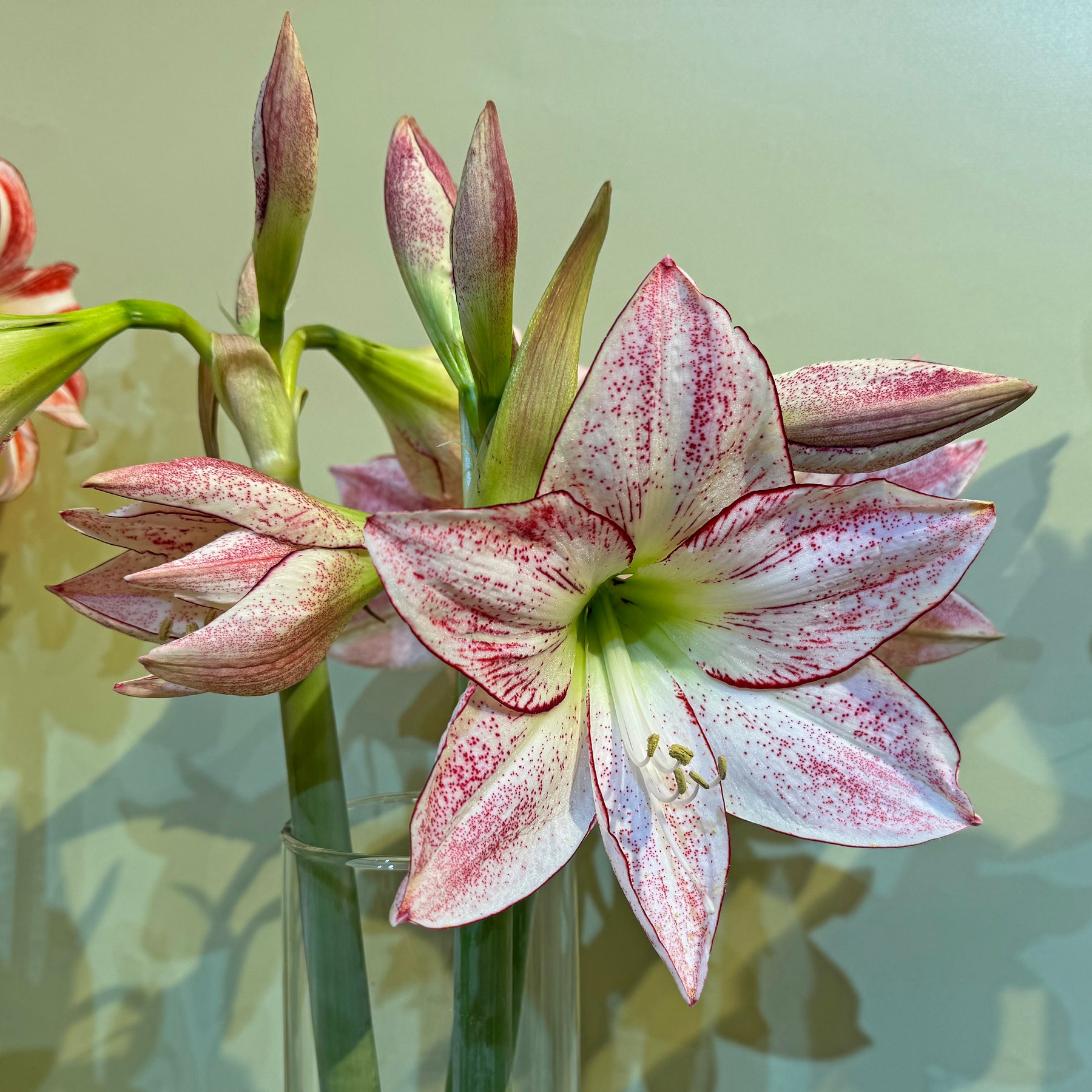 Amaryllis 1.000 stars