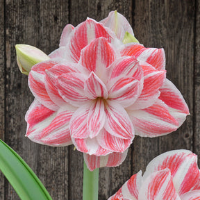 Amaryllis Amazing Belle