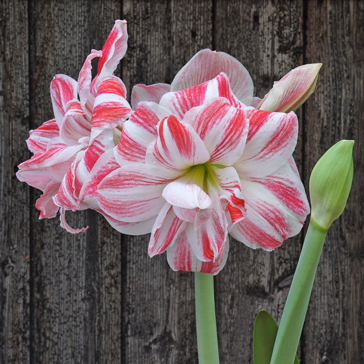 Amaryllis Amazing Belle