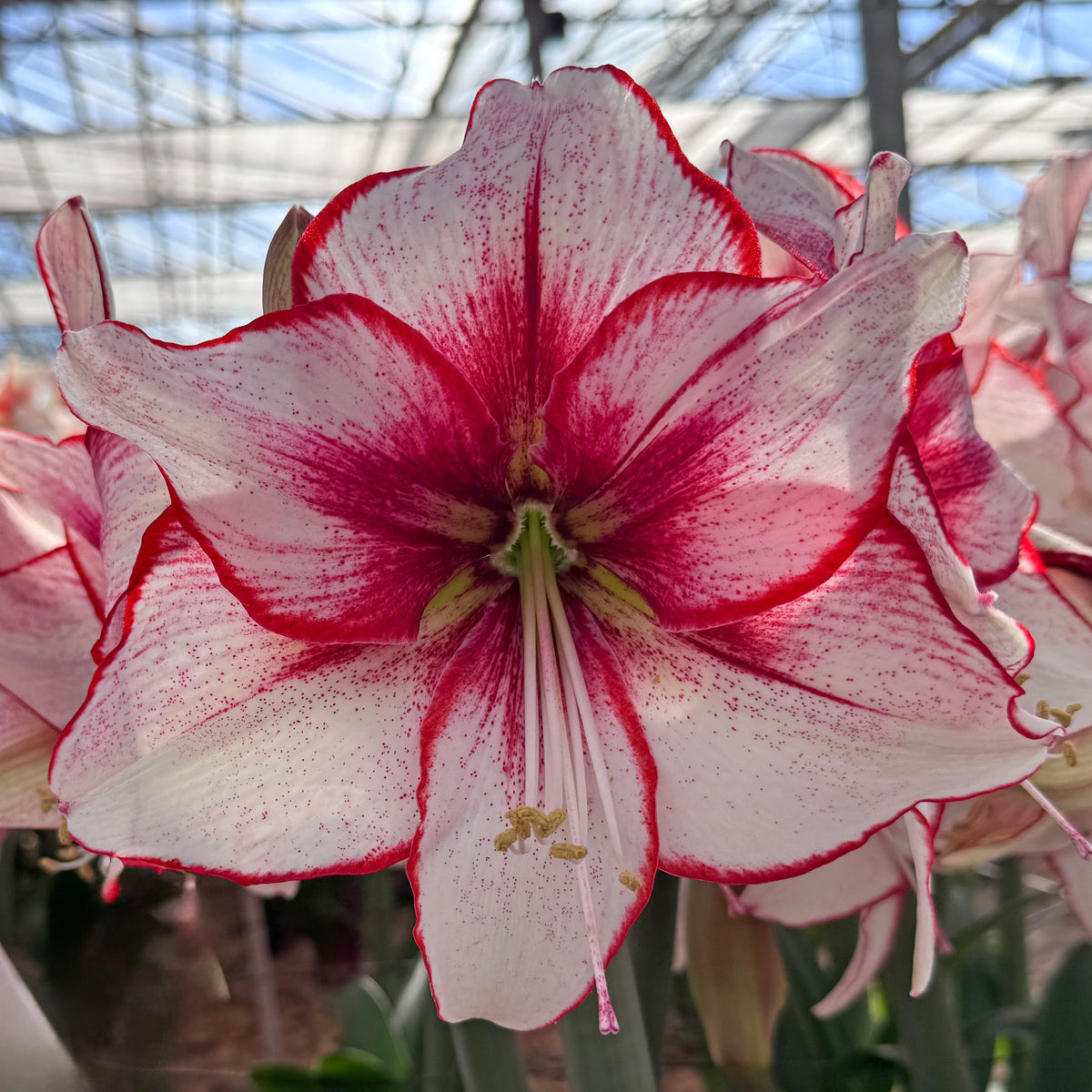 Amaryllis Chiara - amaryllis - Fluwel