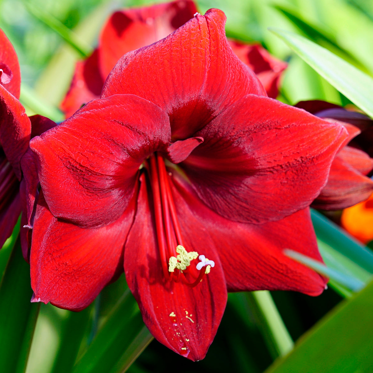 Amaryllis Porto