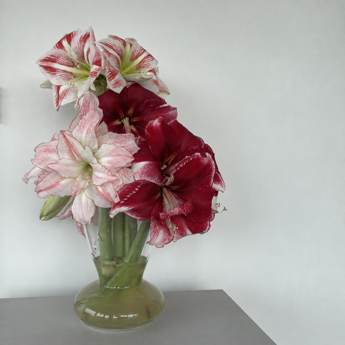 Amaryllis Wreath