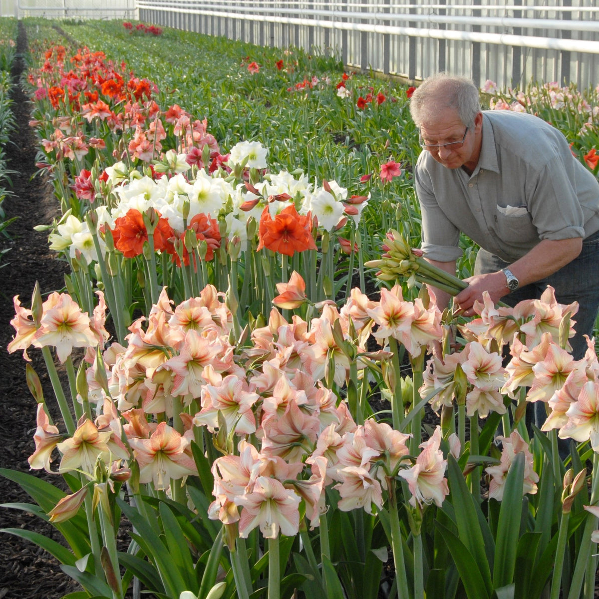 Amaryllis Amore - meerkleurige amaryllis - Fluwel