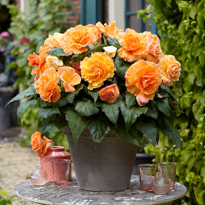 Begonia Lace Picotee Apricot