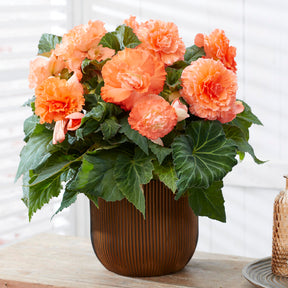 Begonia Ruffled Salmon