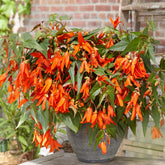 Begonia boliviensis Santa Cruz