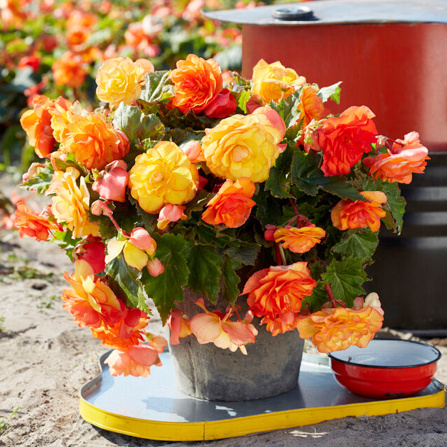 Begonia Cascade Sunray