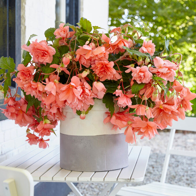 Begonia Illumination Salmon Pink