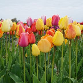 Big Ups® Tulip Blend, Always Wholesale Pricing