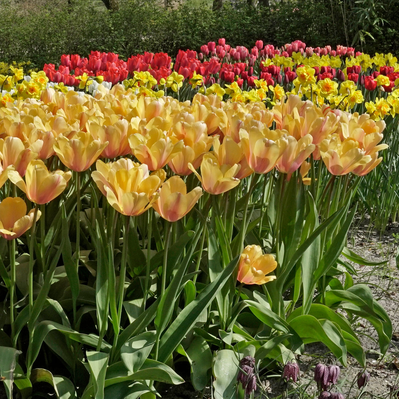 Tulip Blushing Impression (Tulipa) Fluwel