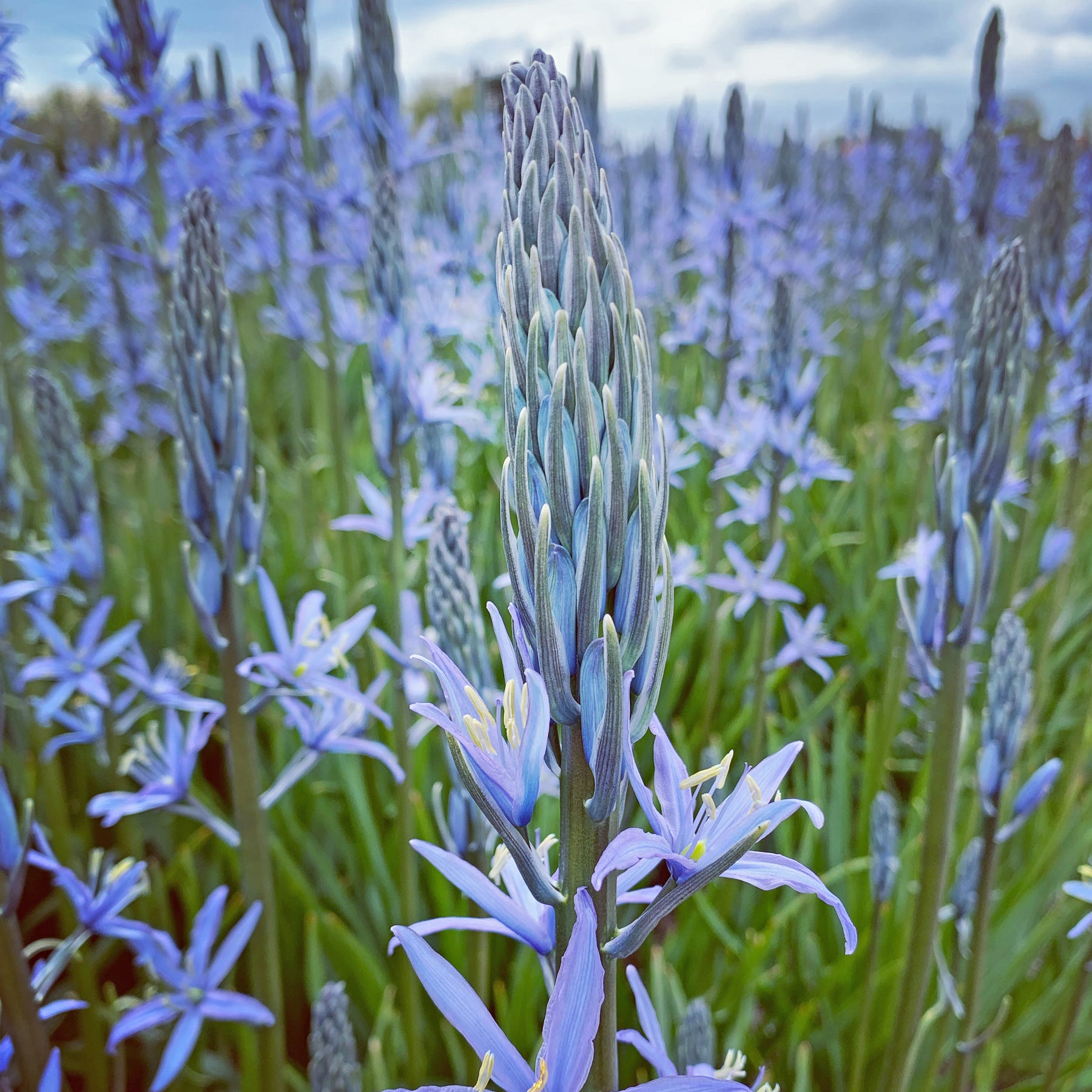 Camassia Blue Candle