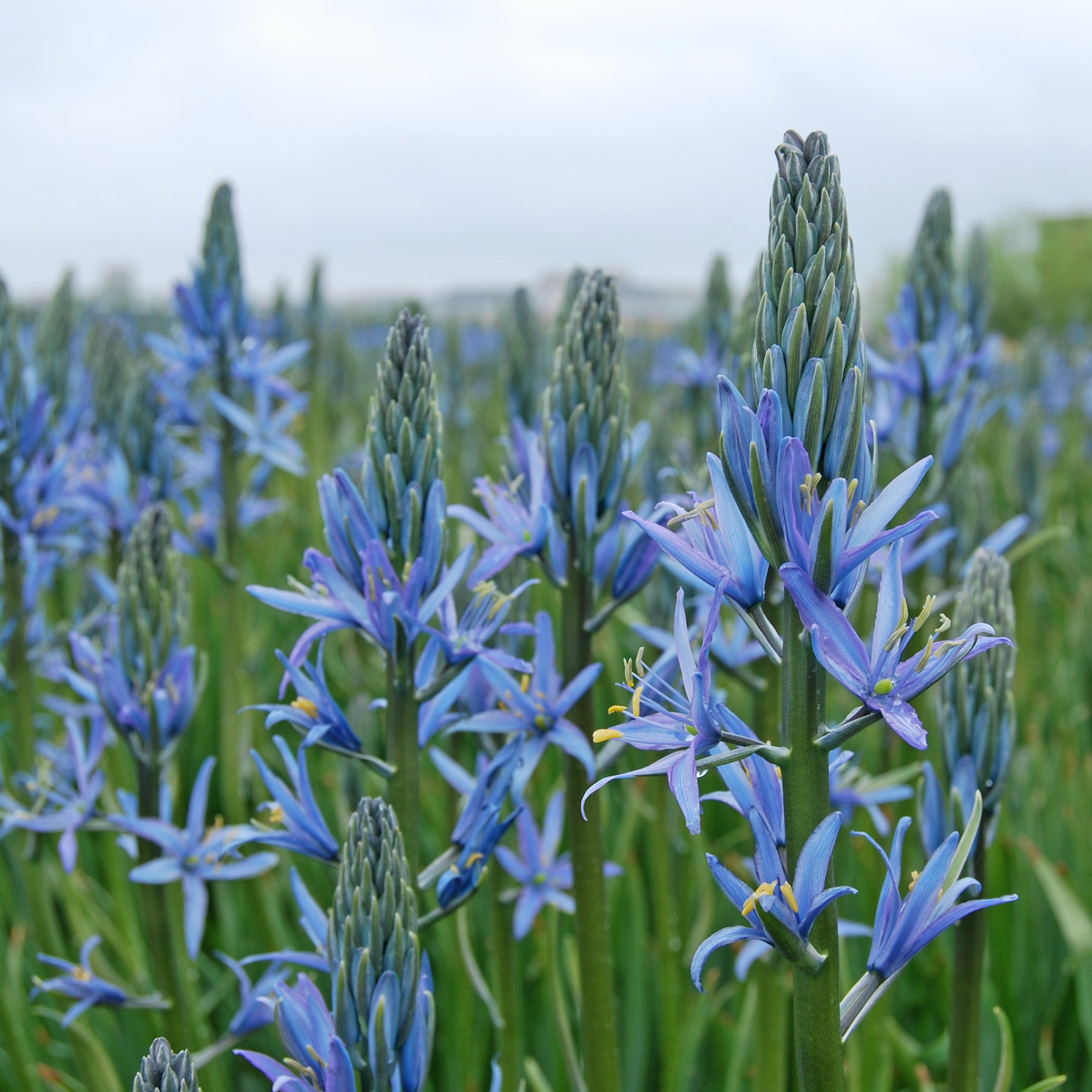 Camassia Blue Candle