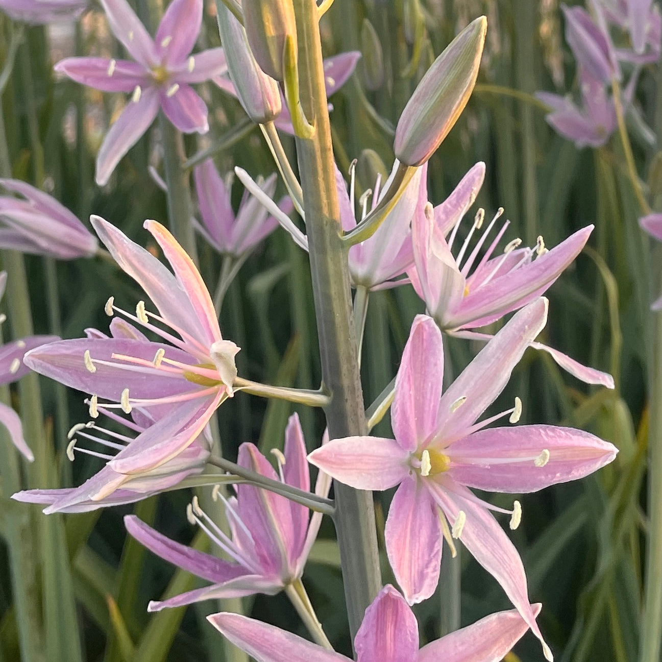 Camassia Sweet Candle