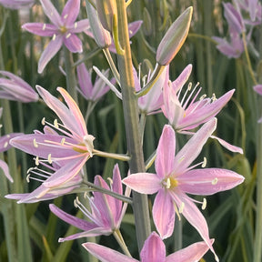 Camassia Sweet Candle
