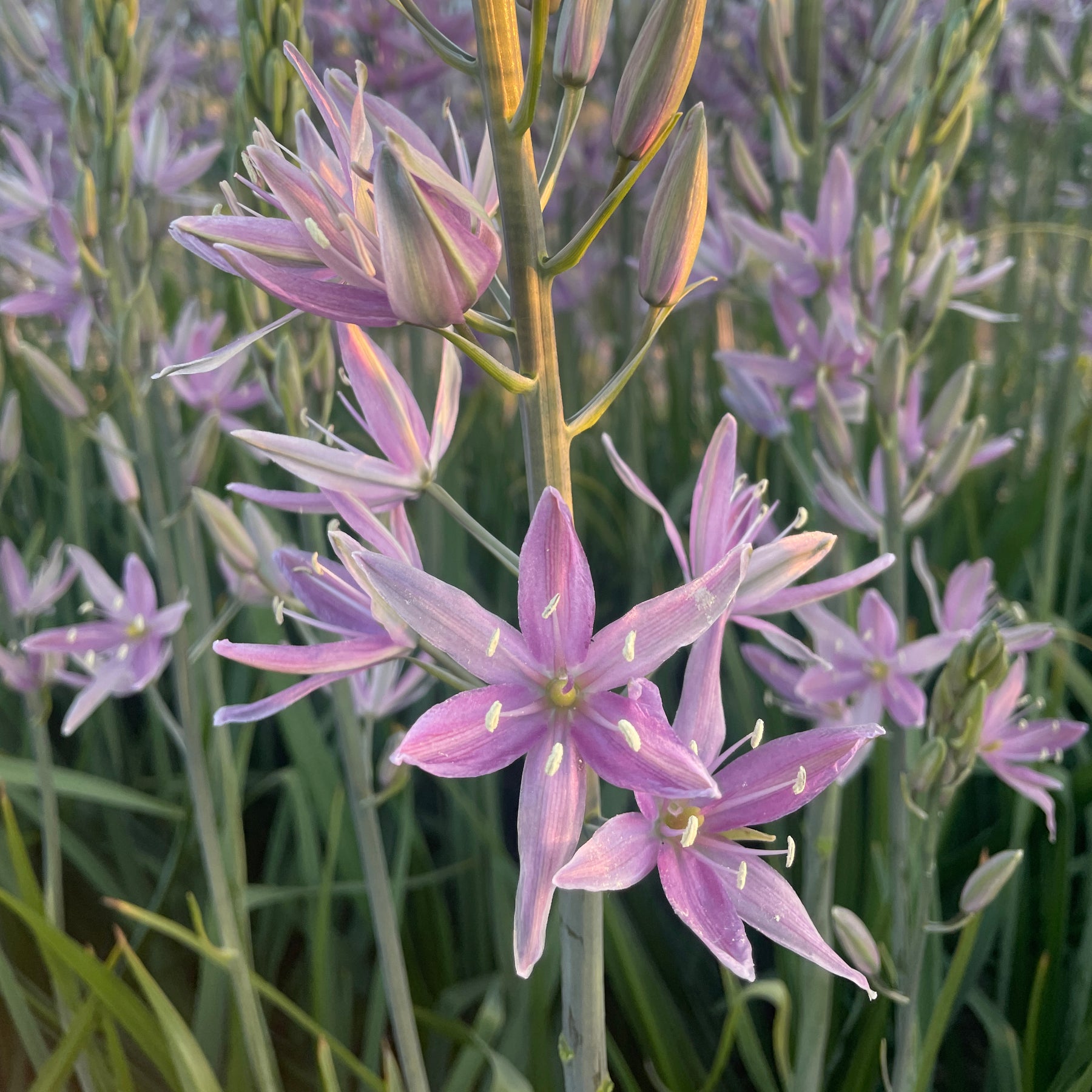 Camassia Sweet Candle