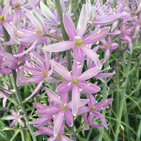 Camassia Sweet Candle
