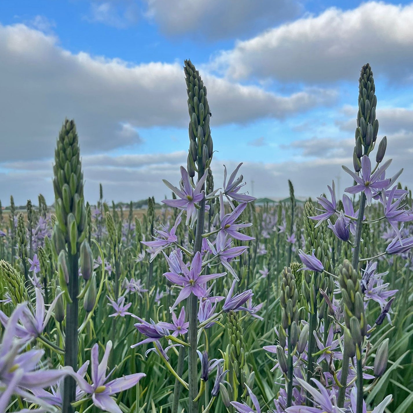 Camassia Violet Candle