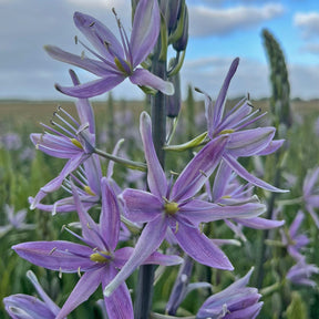 Camassia Violet Candle