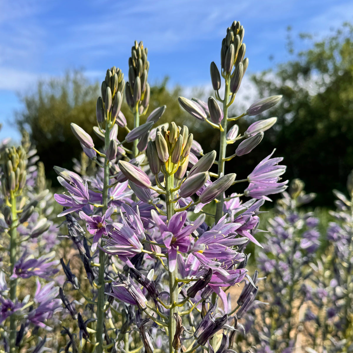 Camassia Violet Candle