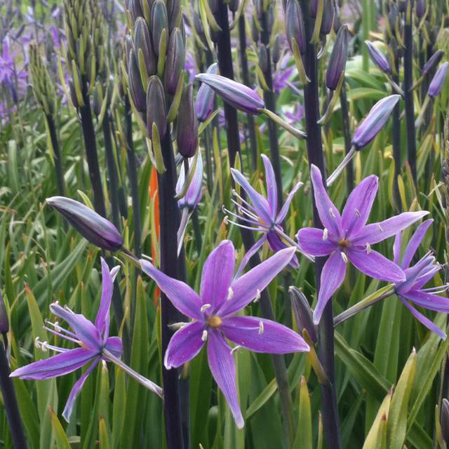 Camassia Violet Candle