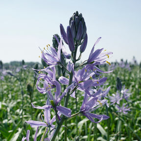 Camassia cusickiii Zwanenburg