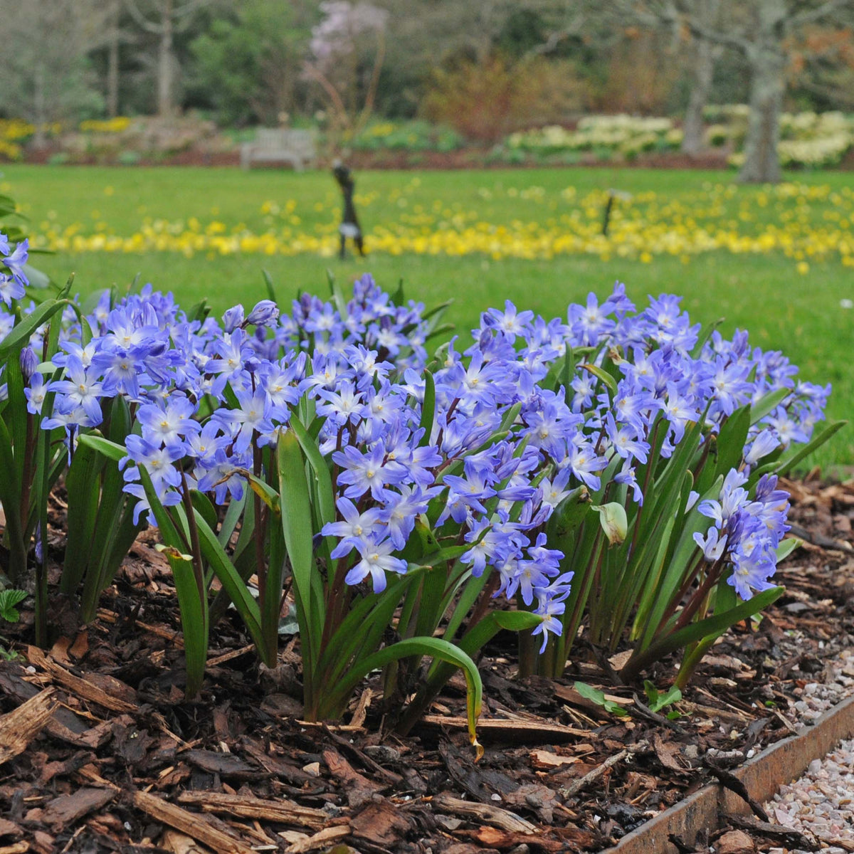 Chionodoxa forbesii | Light blue Chionodoxa flowers