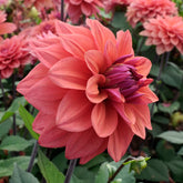 Dahlia American Dawn