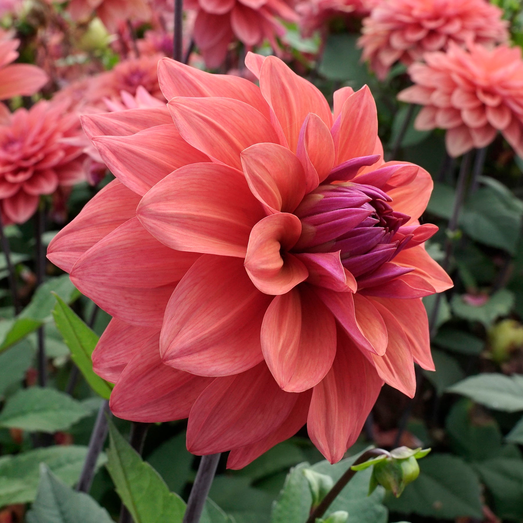 Dahlia American Dawn